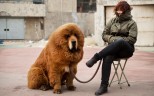 A Tibetan mastiff on sale on a street in China. A Shanxi couple have given up two of their dog but refuse to surrender a third after the pets attacked several neighbours. Photo: AFP
