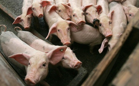 swine population