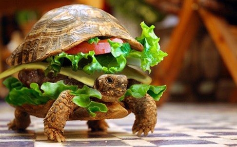 turtle-burger-l.jpg