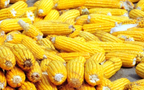 中国拒收美国转基因玉米