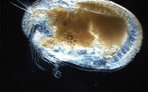 ostracod-close-up.jpg