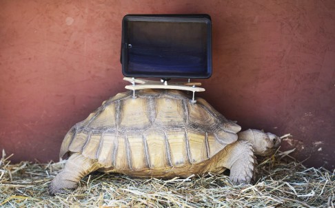ipad-tortoise.jpg