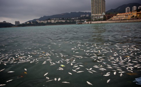 Dead fish floating near Discovery Bay. Photo: Gary Stokes