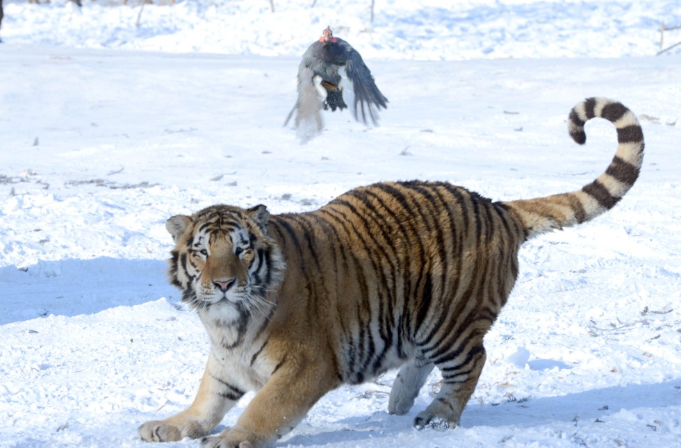 china-animal-siberian-tigers_bej1300_40159465.jpg