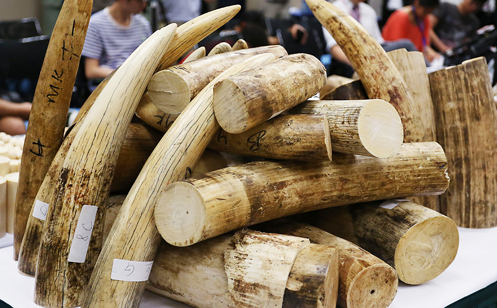 Customs officers seized 790 kilogrammes of ivory worth around HK$7.9 ...