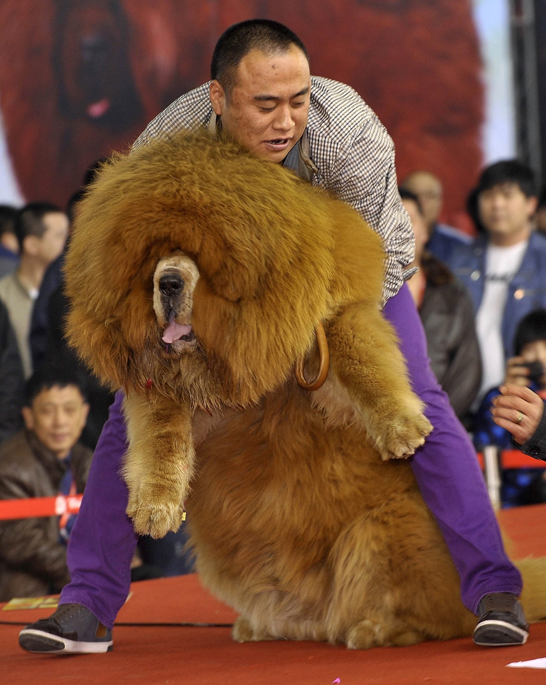 red tibetan mastiff for sale