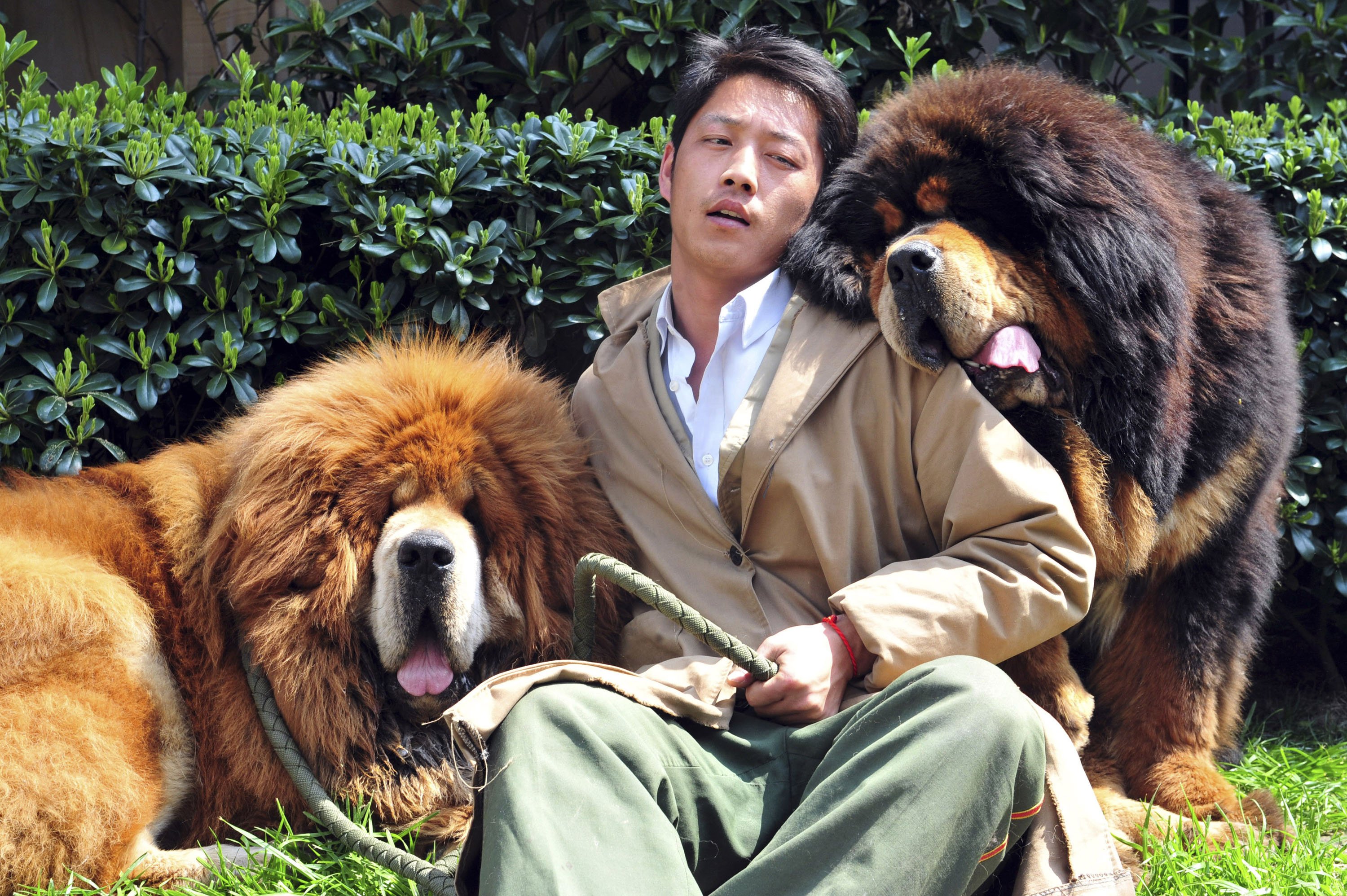 does the tibetan mastiff love children
