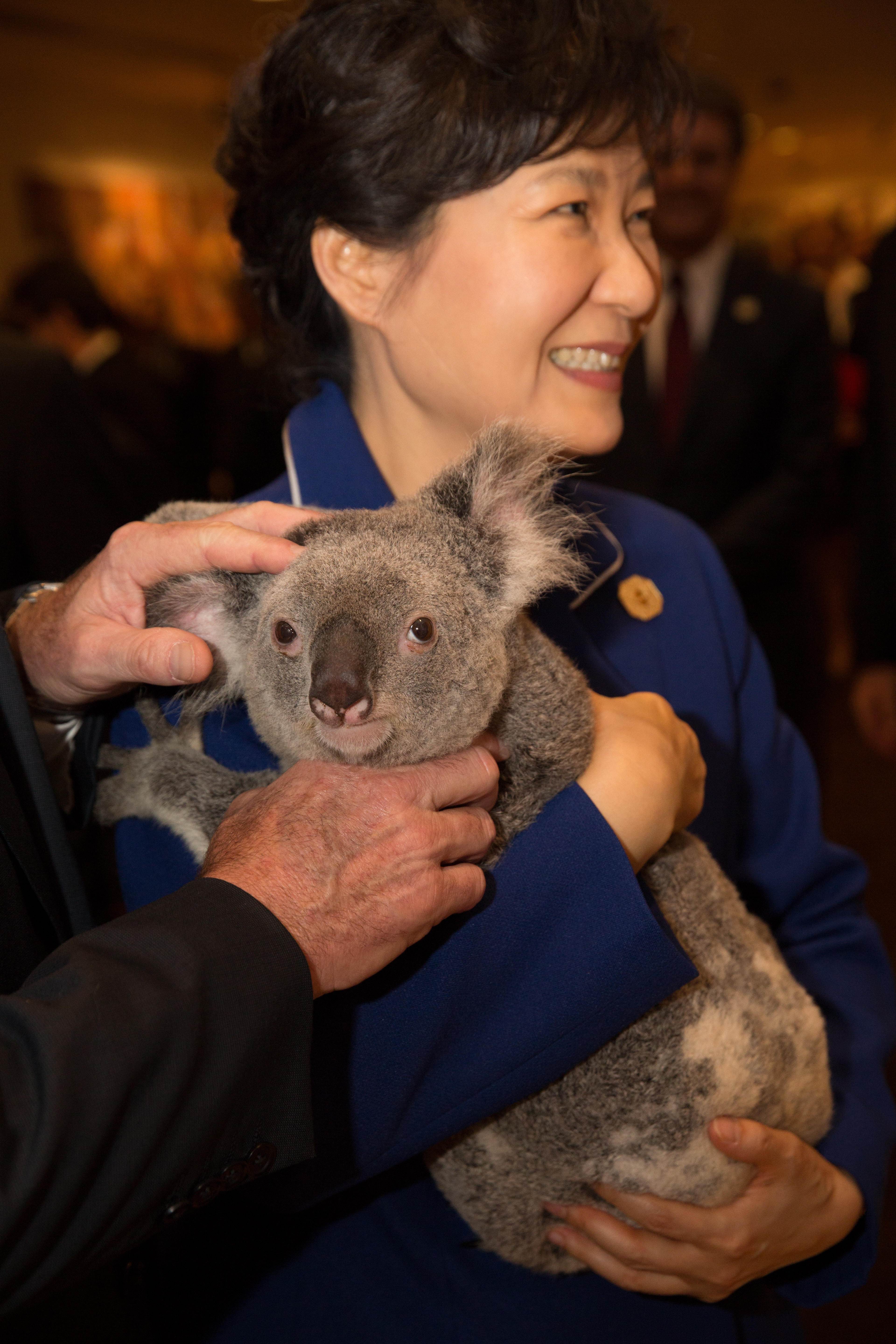 Australia Brings ‘koala Diplomacy’ To Bear At G20 South China Morning Post