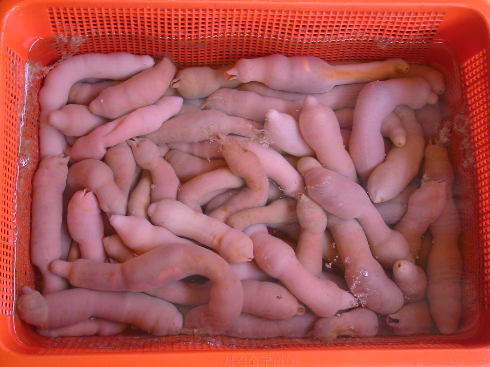 Micro penis. Морской червь Urechis unicinctus. Морские черви съедобные.