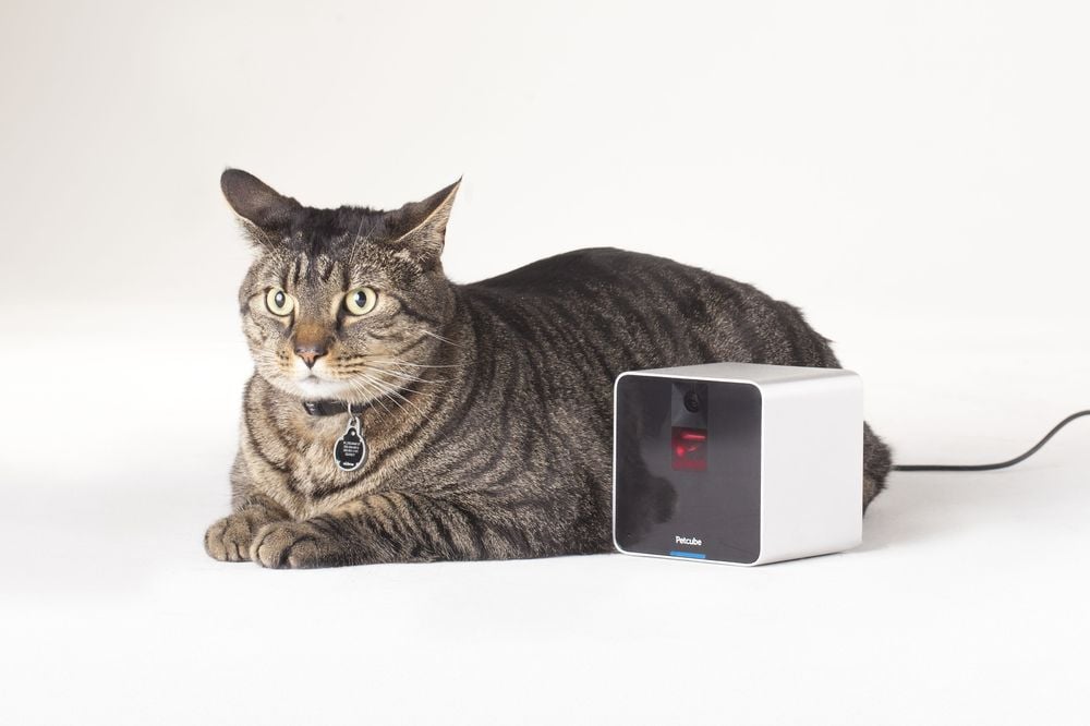 The Petcub is a Wi-fi-enabled camera for pet owners to use at home.