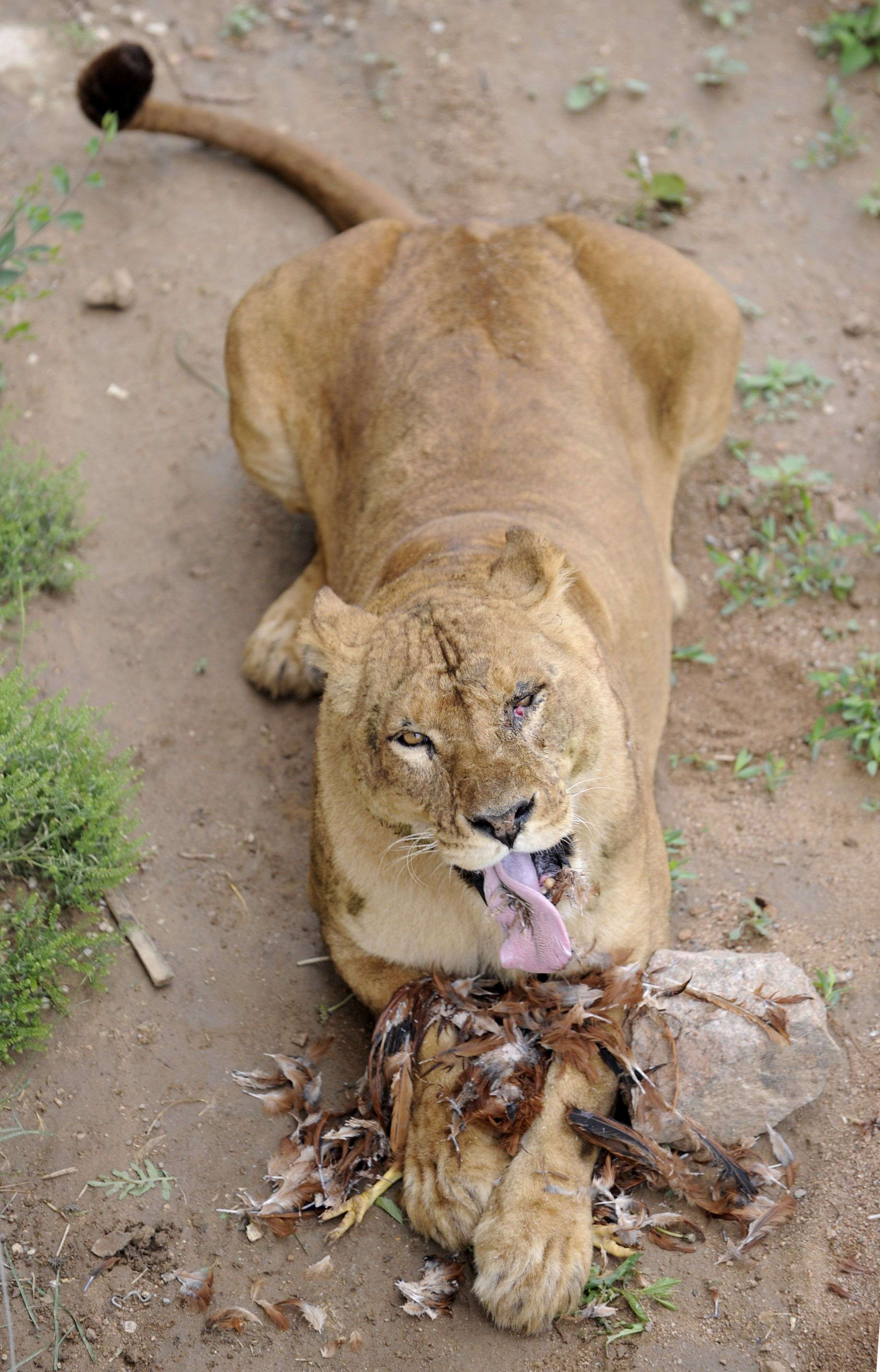 chinese tourist eaten by lion