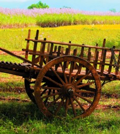 A teak wood cart is invaluable in the sesame fields.