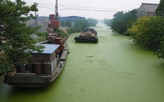 Algae covers a river in Jiaxing. Photo: Fan Di