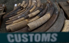 Some of the HK$17 million worth of ivory seized by customs on Thursday. Photo: AFP