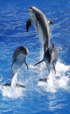 Dolphins have the longest social memories of any animal. Photo: AFP