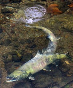 Two male chum salmon snap at each other.