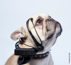 NSID designers stress that while No More Woof can detect a dog's neurological activity, the device is also completely harmless. Photo: NSID