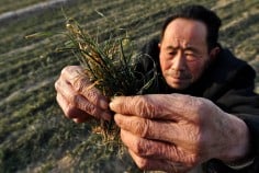 A file photo shows a farmer clutching dried vegetable seedlings. This month, scientists warn of a drastic slowdown in plant growth and rise in sick plant harvests due to smog. Photo: AFP