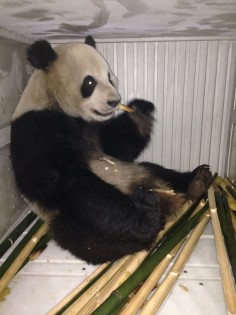 Giant panda Xing Hui en route to Belgium's Pairi Daiza zoo. Photo: Xinhua