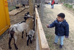 A young visitor meets some of the residents of Little Goat Lemon Garden near Mai Po.