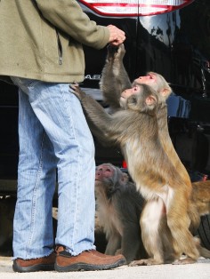 People feeding monkeys in Kam Shan Country Park.