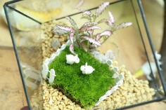 Detail from a MicroForests terrarium.