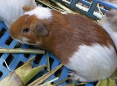 Guinea pigs are eaten in Peru.
