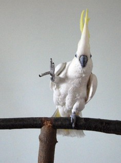 Snowball, a sulphur-crested cockatoo, dances to his favourite beats.