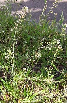 Capsella rubella. Photo: Wikipedia