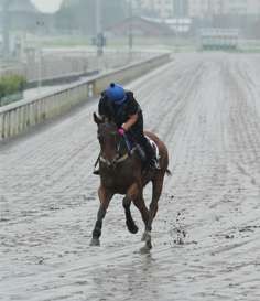 The 2016 Chairman’s Sprint Prize runner Buffering takes a wet trip around the all-weather track.