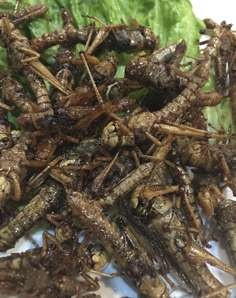 Fried grasshoppers at People of Yunnan. Photo: Kylie Knott