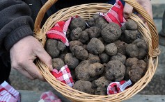 Black truffle, or tuber melanosporum, can cost up to 1,000 euros per kilogram. Photo: AFP