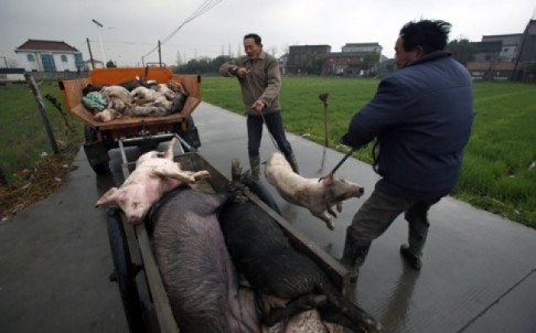 Workers collect dead pigs to deliver to a disposal facility in a Jiaxing village, in east China's Zhejiang province, in March. Photo: AP