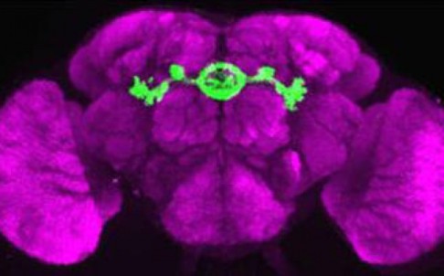 The central complex (green) in an adult fruit fly's brain works similarly to the human basal ganglia. Photo: King's College London