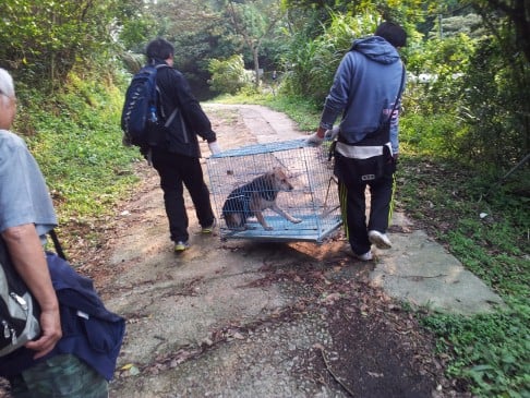 Volunteers take in a stray dog as part of the society's TNVR campaign.