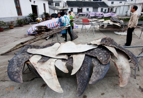 Whale shark skin is sold as leather to the bag trade. Photo: Hilton/Hofford for WildLifeRisk