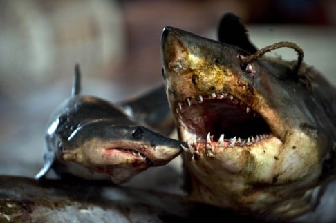 The slaughterhouse also handles other species of sharks including blue sharks and basking sharks. Photo: AFP