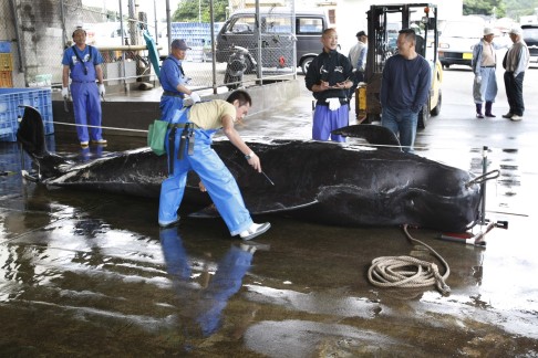 A captured short-finned pilot whale is measured by fishery workers, including Fisheries Agency employees, at Taiji Port in Japan's oldest whaling village of Taiji. Photo: Reuters