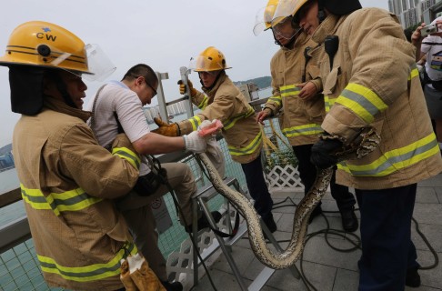 The snake was transferred to a wildlife sanctuary in the New Territories. Photo: David Wong