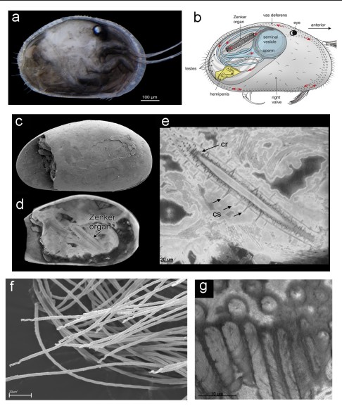 australia-science-sperm_pp167.jpg