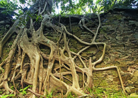 Banyan roots cling to a wall.
