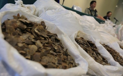 Over three tonnes of scales from the endangered species were found in two shipments sent from Africa via Malaysia. Photo: Felix Wong