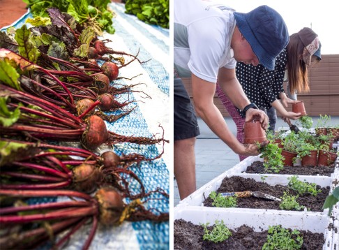 IN THE CITY: Time to Grow (above, below) holds urban rooftop farming courses.