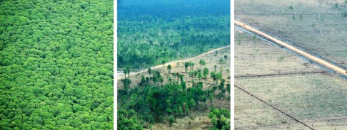 A combo of photographs shows rainforest of the Sungai Sembilang National Park (from left), a different area of Sumatra thinned by loggers activity and a third area of completely logged peatland forest in South Sumatra province, Indonesia. Photo: AFP