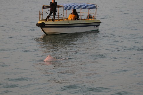 A dolphin-watcher shoots images of the injured animal from a  boat like those typically used by tour groups. Photo: Hong Kong Dolphin Conservation Society