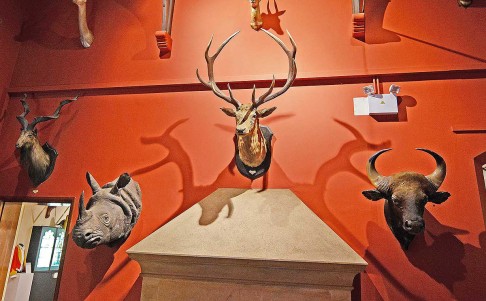 Mounted animal heads on show at Sandringham  