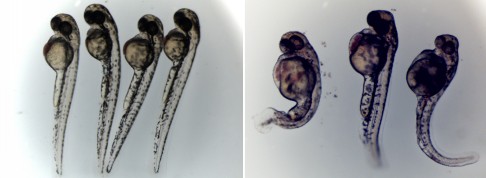 Embryos which share 90 per cent of their DNA with humans show malformations caused by toxic chemicals.  Zebrafish embryo under normal growth conditions (left), while embryos die, or develop with defects such as lumps or a tumor appears in the head or tail, edema in the heart in the presence of toxin in 48-72 hours. Photos: Vitargent 