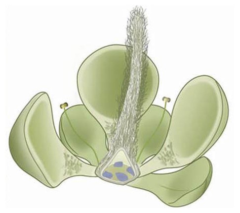 An artist's interpretation of how the Euanthus flower may have appeared in life. Photo: SCMP Pictures