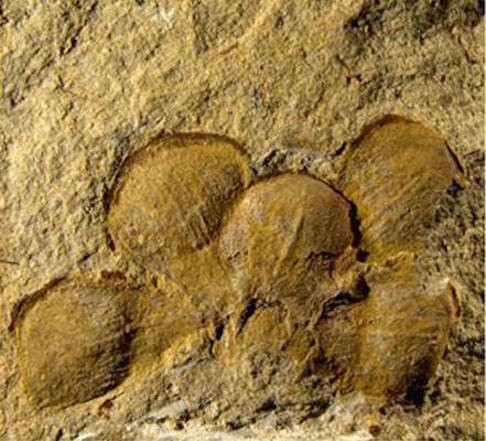 Researchers say the Euanthus fossil dates from around 160 million years ago. Photo: SCMP Pictures