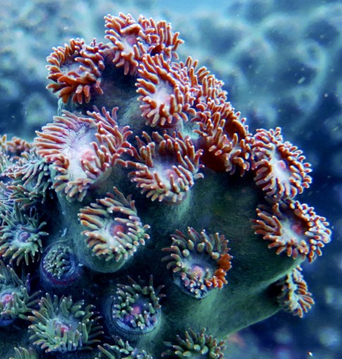Polyps of Turbinaria coral.
